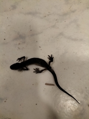 Triturus cristatus
