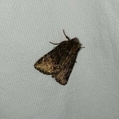 Phosphila turbulenta