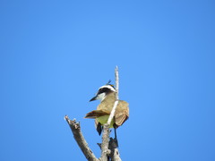 Pitangus sulphuratus