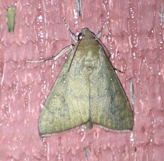 Anomis illita