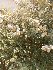 Tarchonanthus littoralis