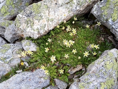 Saxifraga bryoides