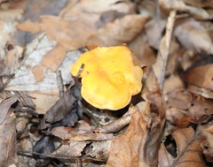 Cantharellus cibarius