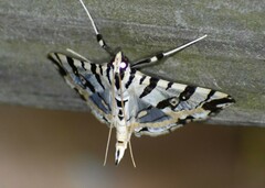 Conchylodes salamisalis