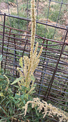Amaranthus palmeri