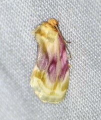 Chamaeclea basiochrea