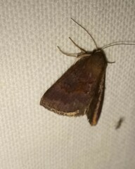 Argyrostrotis deleta