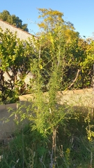 Bidens subalternans