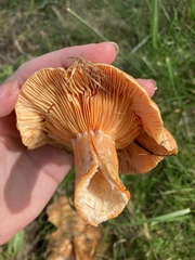 Lactarius thyinos