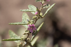 Sphaeralcea angustifolia