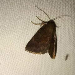 Argyrostrotis deleta