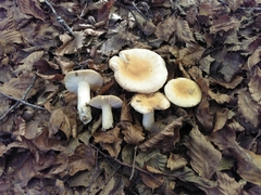 Russula fellea