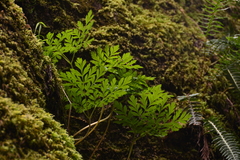 Dicentra formosa