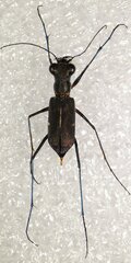 Odontocheila margineguttata
