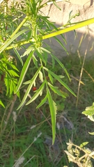 Bidens subalternans