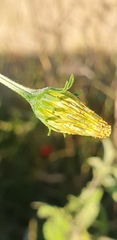 Bidens subalternans