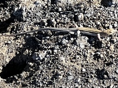 Aspidoscelis hyperythrus