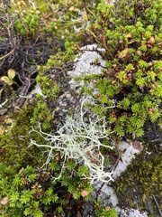 Alectoria ochroleuca