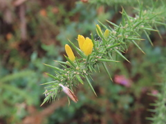 Ulex minor