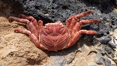 Grapsus adscensionis