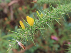 Ulex minor
