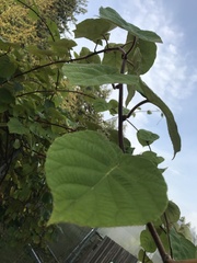 Actinidia