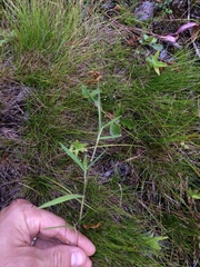 Dichanthelium lanuginosum