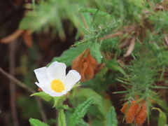 Cistus psilosepalus