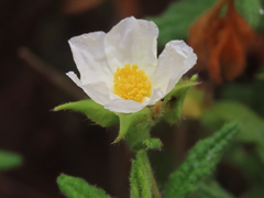 Cistus psilosepalus