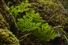 Dicentra formosa