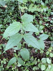 Viburnum setigerum