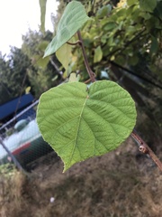 Actinidia