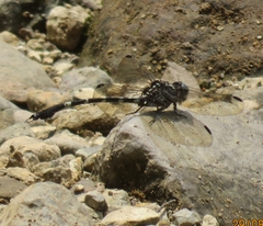 Gomphidae