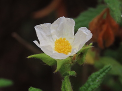Cistus psilosepalus