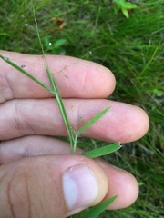 Dichanthelium lanuginosum