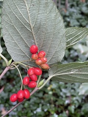 Viburnum setigerum