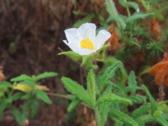 Cistus psilosepalus