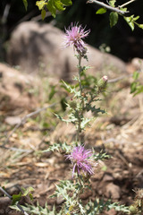 Cirsium ochrocentrum
