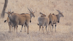 Tragelaphus oryx pattersonianus