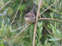 Curruca melanocephala