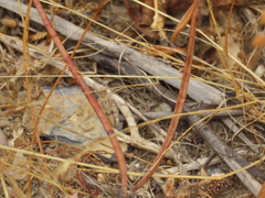Acrotylus
