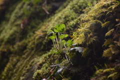 Heuchera micrantha