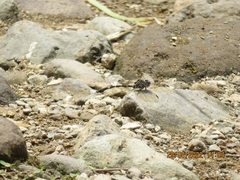 Gomphidae