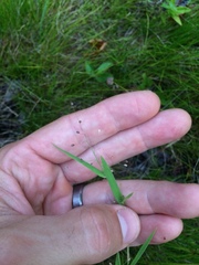 Dichanthelium lanuginosum