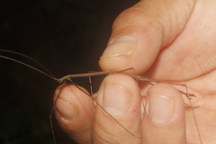 Pseudosermyle striatus