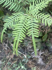 Pteridium