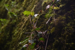 Heuchera micrantha