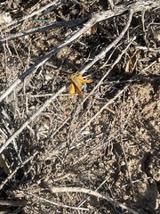 Copaeodes aurantiaca