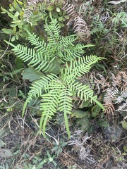 Pteridium