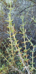 Salsola oppositifolia